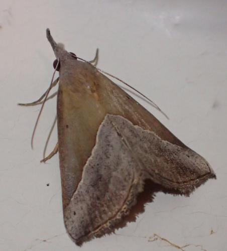 Hypena lividalis